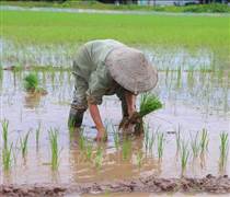 Gần 40.000 héc ta cây trồng bị ngập úng do ảnh hưởng mưa bão