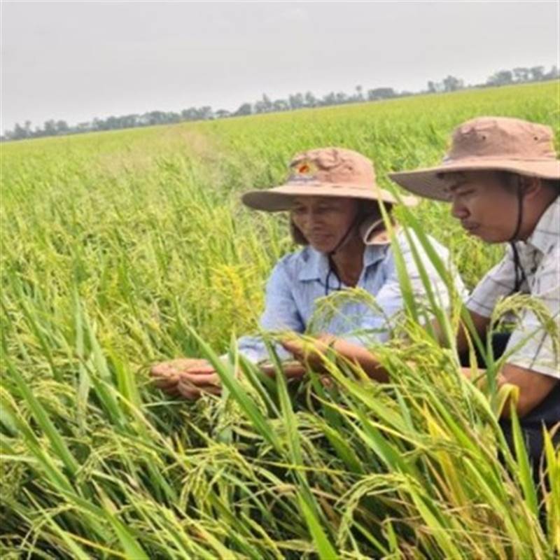 Xuất khẩu gạo có thể đạt kỷ lục 5 tỉ USD trong năm nay