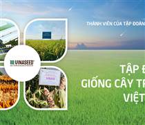 NSC: Vinaseed báo lãi đi ngang, thu nhập dàn lãnh đạo giảm 18%