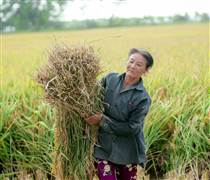 ‘Hạt ngọc’ Việt Nam: Các nước chi vài tỷ USD gom mua, Thái Lan đua trồng