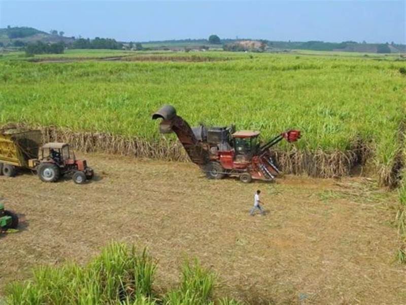 Ngành mía đường Việt Nam đang hồi sinh, lần đầu tiên năng suất đường vươn lên vị trí số 1 khu vực