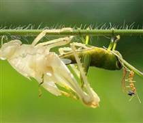 DN bảo hiểm không còn “làm màu”