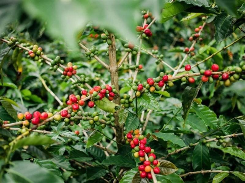 Giá Cà Phê Hôm Nay 14 9 Robusta Lên đỉnh Lịch Sử Tăng Gần 200 Usd Tấn