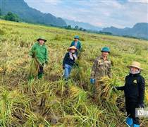 Tuyên Quang: Thầy cô lội ruộng gặt lúa, hỗ trợ khắc phục hậu quả sau bão số 3