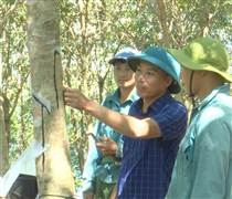 Cao su Dầu Tiếng – Lai Châu: Nỗ lực vượt khó trong mùa mưa, phấn đấu vượt sản lượng