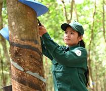 GVR: Các công ty cao su Campuchia nỗ lực hoàn thành kế hoạch năm 2024