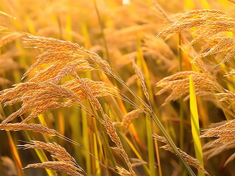 Giá lúa gạo hôm nay 25/11: gạo Việt Nam đắt đỏ nhất thế giới