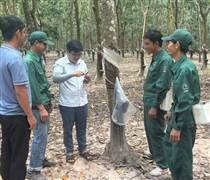 Các công ty cao su Câu lạc bộ 2 tấn tại Campuchia: Thực hiện nhiều yếu tố đồng bộ, xuyên suốt