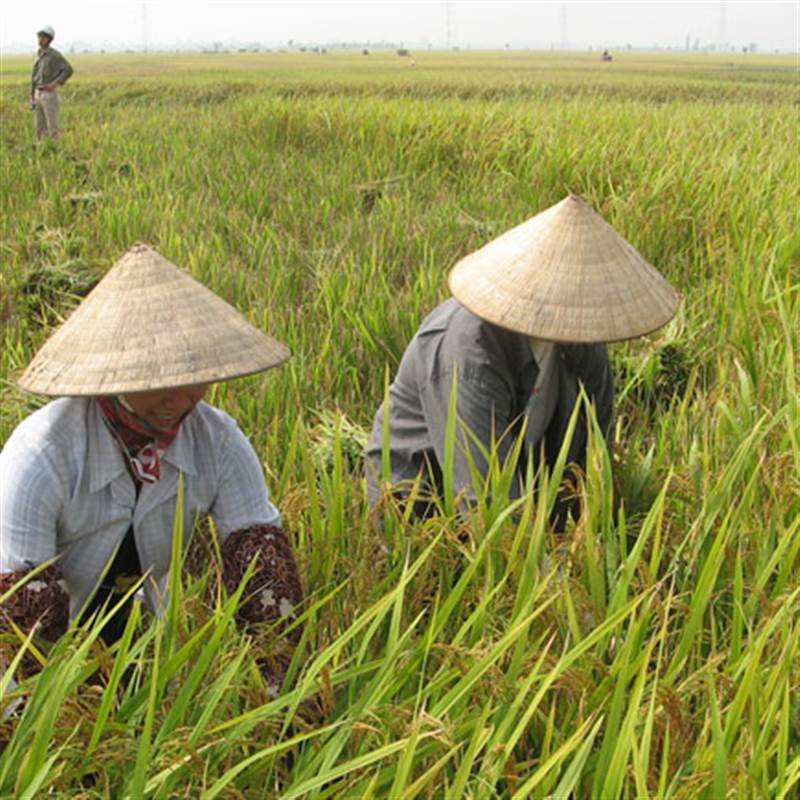 Giá lúa gạo hôm nay 22/12: giá gạo bật tăng