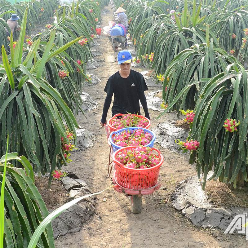 Tiền Giang: Giá thanh long tăng, nhà vườn phấn khởi