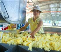 Doanh nghiệp cao su thiên nhiên lãi lớn