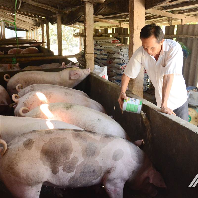 Tiền Giang: Giá heo hơi tiếp tục tăng, người nuôi lãi khá