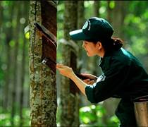 'Vàng trắng' tăng phi mã, doanh nghiệp cao su lãi lớn