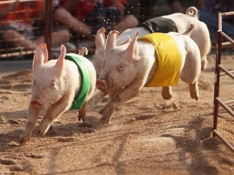 DBC: Giá lợn neo cao, “đại gia” chăn nuôi ước lãi tăng trưởng 450% trong quý đầu năm