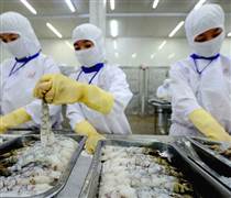 FMC: Lợi nhuận Sao Ta "bốc hơi" mạnh ngay trong quý đầu năm 2025