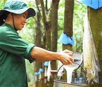 DRI: Cao su Đắk Lắk hoàn thành gần 50% kế hoạch lợi nhuận năm chỉ sau quý đầu tiên