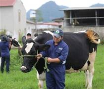 MCM: Cổ đông trăn trở vì giá cổ phiếu, lãnh đạo Mộc Châu Milk nói gì?