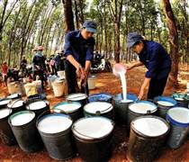 Cổ phiếu ‘vàng trắng’ ngược kỳ vọng