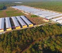 So sánh lợi nhuận quý đầu năm 2025 giữa Hoàng Anh Gia Lai và Dabaco