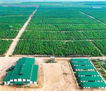HNG: HAGL Agrico của Chủ tịch Trần Bá Dương còn vỏn vẹn hơn 3 tỷ tiền mặt