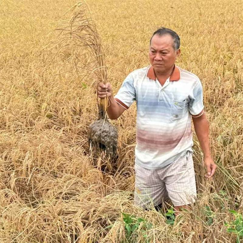 Vụ lúa chết cạnh cao tốc: 62 hộ dân nhận hơn 940 triệu đồng tiền bồi thường