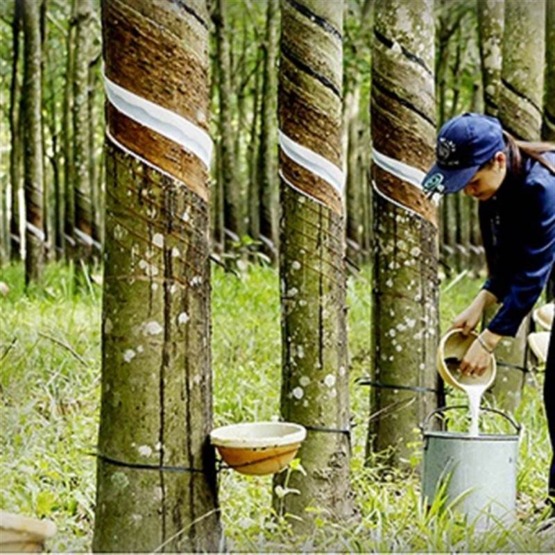 Indonesia tăng cường giám sát rừng để tuân thủ EUDR