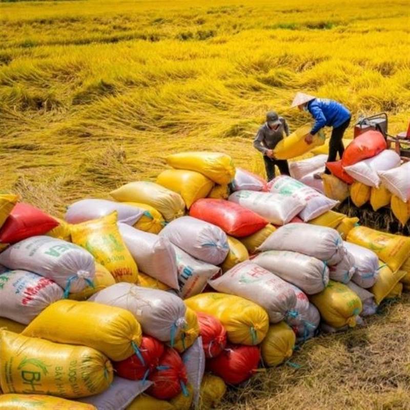 TAR: Kinh doanh bết bát, Gạo Trung An lỗ quý thứ tư liên tiếp
