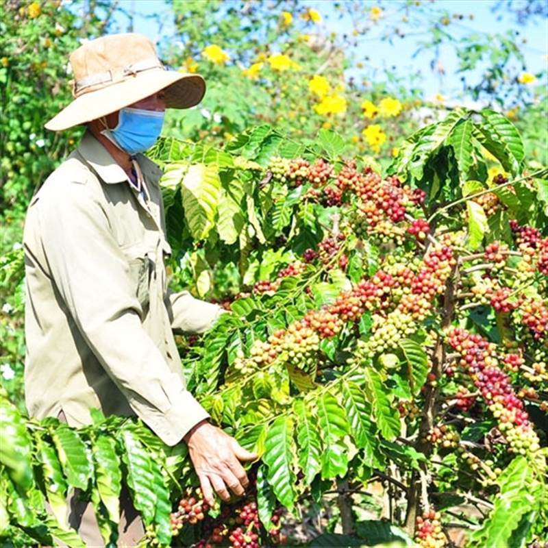 Bản tin nông sản hôm nay (9-5): Giá cà phê giảm nhẹ, hồ tiêu tăng