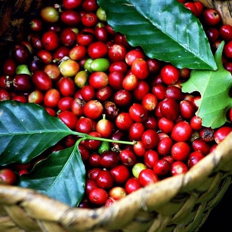 Giá cà phê hôm nay 10/5: Giá cà phê Robusta và Arabica đồng loạt giảm