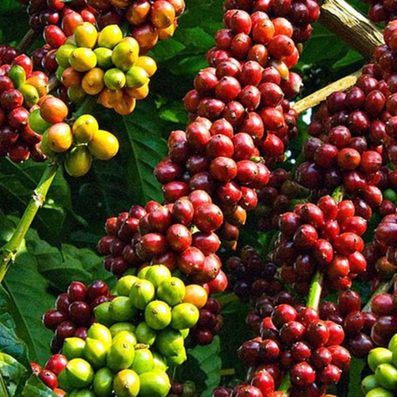 Giá cà phê ngày 12/5: Cà phê trong nước giảm, mua cao nhất 128.300 đồng/kg