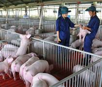 Doanh nghiệp chăn nuôi bứt tốc ngay trong quý đầu năm, bầu Đức có lối đi riêng