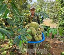 Hai đơn vị 'truy' chất cấm trong sầu riêng