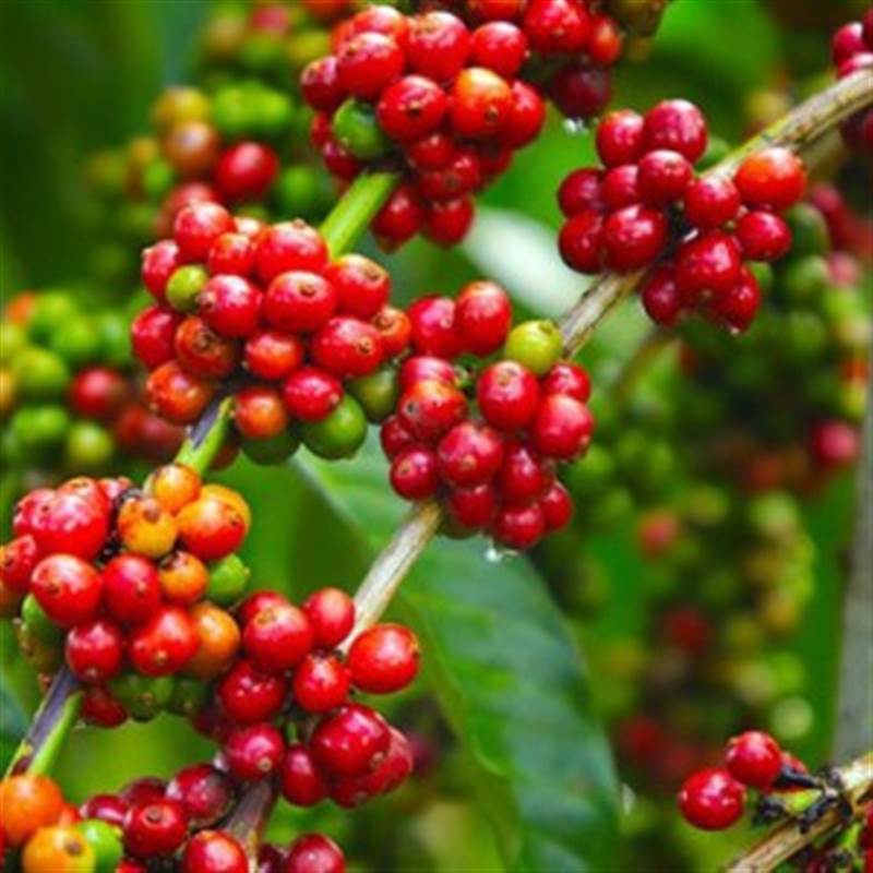 Áp lực từ nhiều phía đẩy giá cà phê giảm đến 2.500 đồng/kg