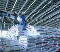 Bứt phá toàn diện, PVCFC giữ thế chủ lực trong vụ Hè Thu 2025