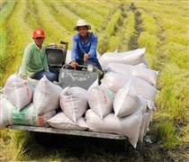 Doanh nghiệp gạo Việt Nam thua lỗ hoặc chỉ duy trì được biên lợi nhuận rất mỏng, vì sao vậy?