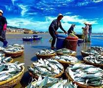 Cổ phiếu thủy sản, dệt may tiếp tục tăng "bốc đầu" sau tín hiệu tích cực từ Tổng thống Mỹ Donald Trump