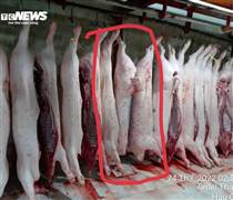 Vụ C.P. Việt Nam: Người tố tung thêm hình ảnh heo 'bất thường' ở lò mổ