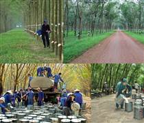PHR: Cổ phiếu tăng trưởng kép, nhờ cao su và khu công nghiệp