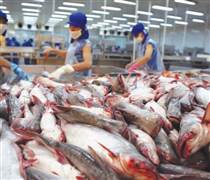 Phế phẩm cá từng cho heo ăn hoặc vứt bỏ nay thành mặt hàng triệu đô, doanh nghiệp Việt đổ xô săn đón