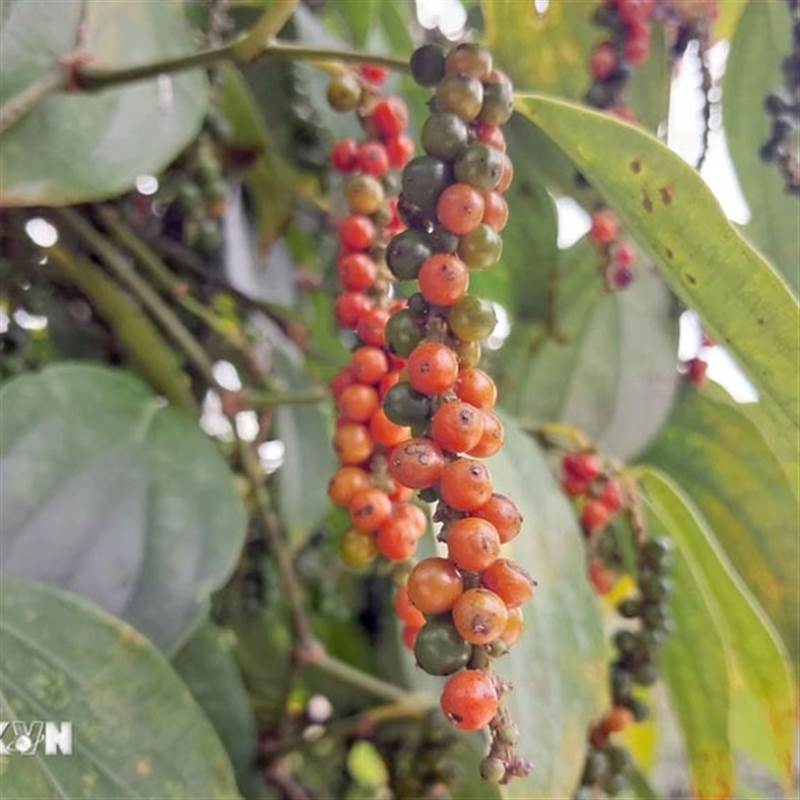 Bản tin nông sản hôm nay (18-6): Giá hồ tiêu giảm mạnh