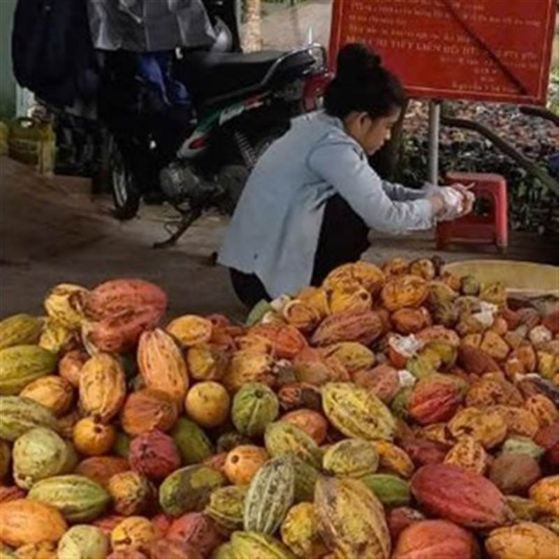 Giá ca cao tăng mạnh, nhà vườn ở Vĩnh Long phấn khởi mở rộng diện tích