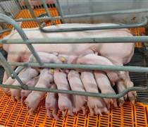 DBC: 'Rót' 190 tỷ đồng thành lập công ty con