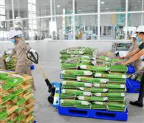 NSC: Lãnh đạo cấp cao Vinaseed xin nghỉ hưu trước tuổi