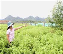 Toàn tỉnh đã trồng tập trung được 326 ha dược liệu