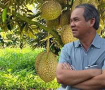 Giá sầu riêng thấp kỷ lục, nhớ lại lời bầu Đức: Ngay cả khi bán sầu riêng với giá 20.000 đồng/kg vẫn có lãi