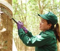 Công ty Cổ phần Cao su Bà Rịa tuyên dương 87 tập thể, cá nhân