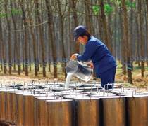 DRI: Cao su Đắk Lắk sắp trả cổ tức còn lại 2024 bằng tiền mặt