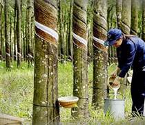 Những bước đi chiến lược của ngành cao su