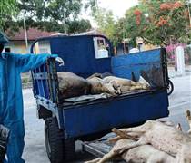 Đà Nẵng xuất hiện dịch tả lợn châu Phi