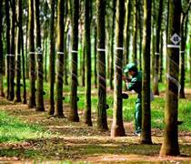 TRC: Cao su Tây Ninh báo lãi cao kỷ lục, gấp 3,7 lần trong nửa đầu năm